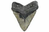 Huge, Fossil Megalodon Tooth - North Carolina #381348-2